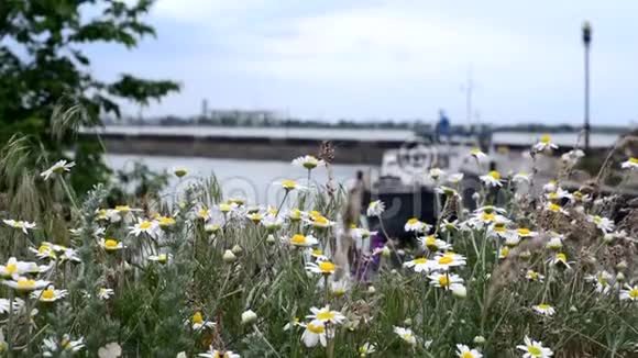 海景草地上的田野雏菊药房洋甘菊特写一片花和草地迎风招展视频的预览图