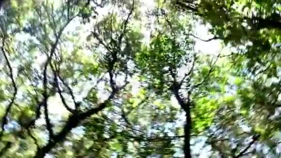 林地太阳和树视频的预览图