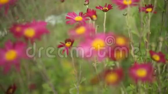 绿色背景上美丽的粉红色菊花视频的预览图