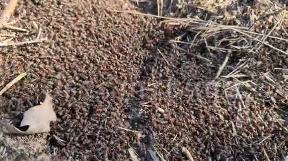 春天的时候可以近距离观看蚁丘昆虫的概念自然背景视频的预览图