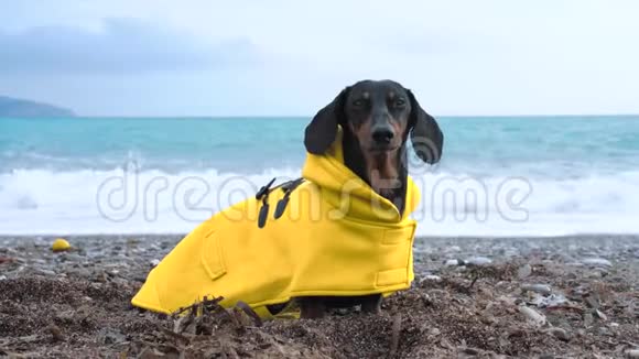 穿着黄色雨衣的可爱的狗狗坐在海滨视频的预览图