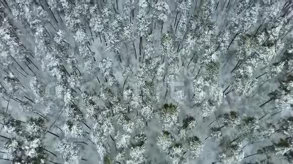 冬季云杉和松林的空中天桥拍摄视频的预览图
