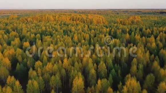 色彩斑斓的秋林与黄绿树的空中景观视频的预览图