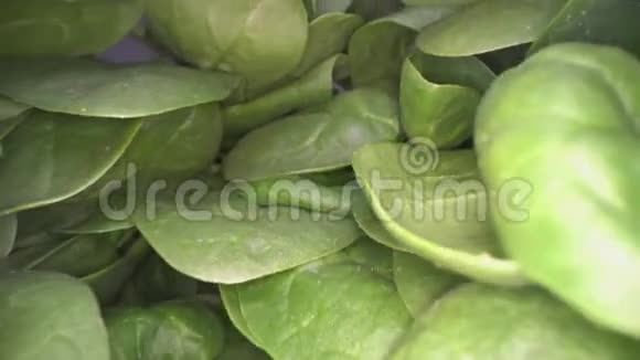 多利的绿色菠菜叶滑翔通过一堆菠菜蔬菜叶堆叠在一起城市农业视频的预览图