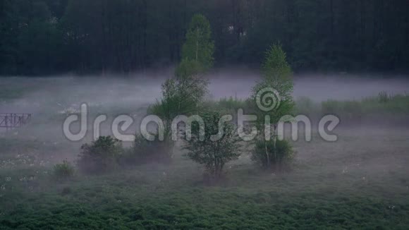 夜晚在田野的草地上树上低垂的薄雾消失了大自然景观中神秘的气氛视频的预览图