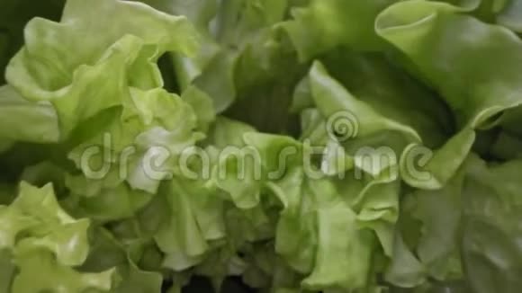 绿色莴苣叶子抽象形状的多利照片多利射击近距离观看沙拉叶城市农业健康饮食视频的预览图