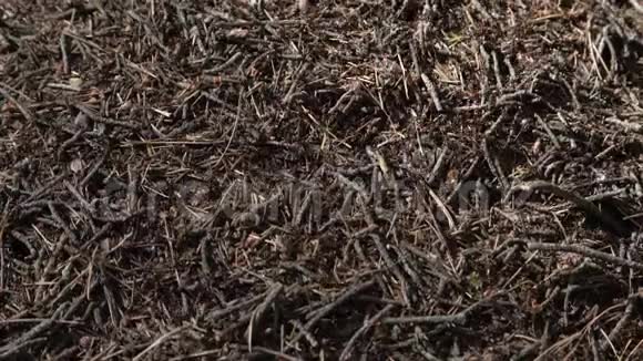 欧洲森林的大蚂蚁山在晨光下针叶松木针形成的无刺蚁巢结构视频的预览图