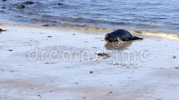 加州海狮和海豹很容易在美国的许多海滩上发现太平洋港口海豹大象海豹和视频的预览图