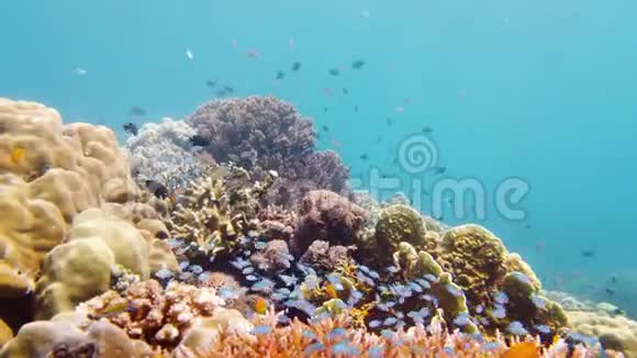 珊瑚礁的水下世界莱特菲律宾视频的预览图