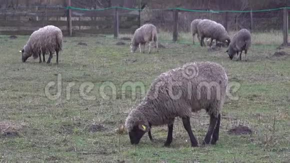 毛茸茸的羊在农场土地上吃草成群的羊在户外吃草视频的预览图