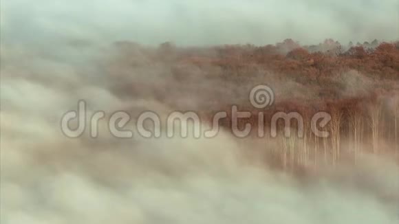 森林上的逆云视频的预览图