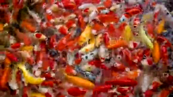 许多鲤鱼在五颜六色的池塘里游泳视频的预览图