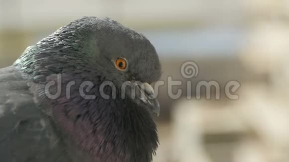 灰色的鸽子羽毛皱褶视频的预览图