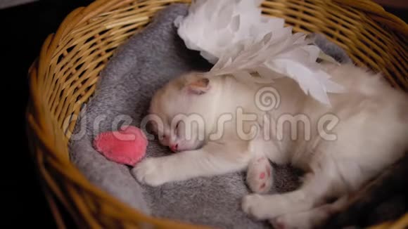 心粉的丘比特小猫睡在柳条篮子里视频的预览图