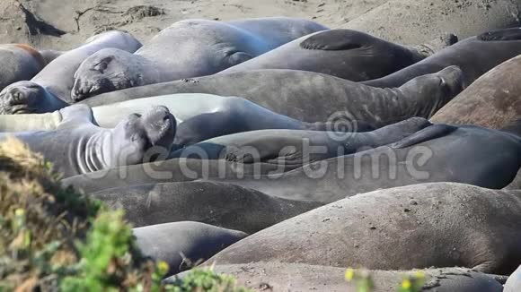 加州海狮和海豹很容易在美国的许多海滩上发现太平洋港口海豹大象海豹和视频的预览图