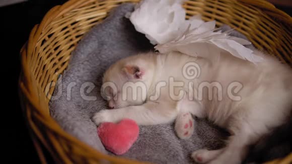 心粉的丘比特小猫睡在柳条篮子里视频的预览图