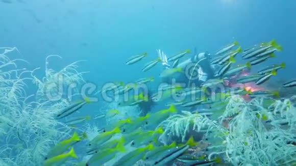 蓝色海洋中的热带鱼莱特菲律宾视频的预览图