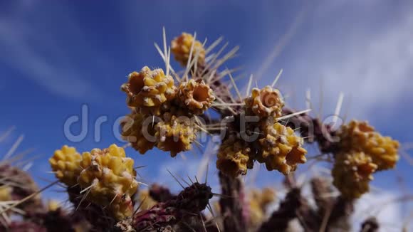 杂色多刺的柱状体果实黄色种子美国亚利桑那州视频的预览图