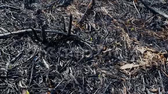 林中春火后焦土特写黑色的烧焦的田野有新鲜的新草芽死尸视频的预览图