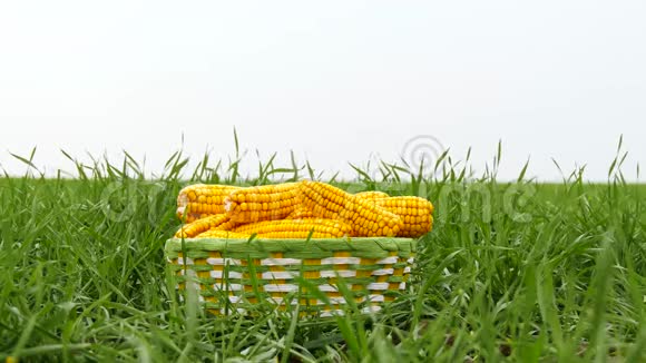 在绿草的背景下一篮子熟玉米的耳朵农业概念自然生态生产视频的预览图