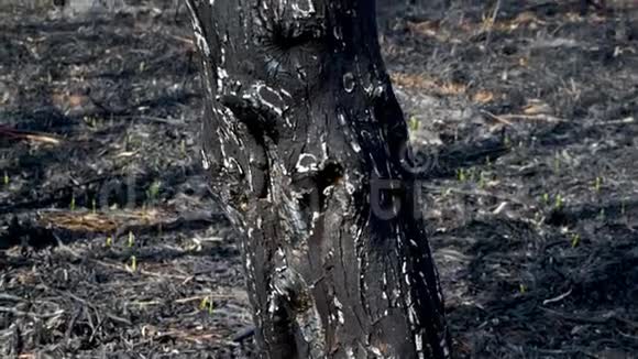 森林里春火过后被烧焦的泥土和树干黑色的烧焦的田野有新鲜的新草芽死尸视频的预览图