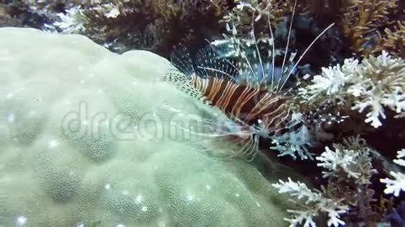 水下和水下世界下的狮子鱼莱特菲律宾视频的预览图