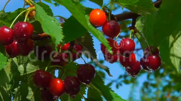 蓝天背景下潮湿树枝上的美味红樱桃视频的预览图