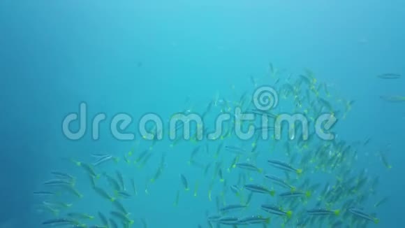 蓝色海洋中的热带鱼莱特菲律宾视频的预览图