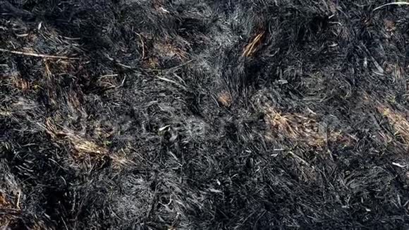 森林里春火过后被烧焦的泥土和树干黑色的烧焦的田野有新鲜的新草芽死尸视频的预览图