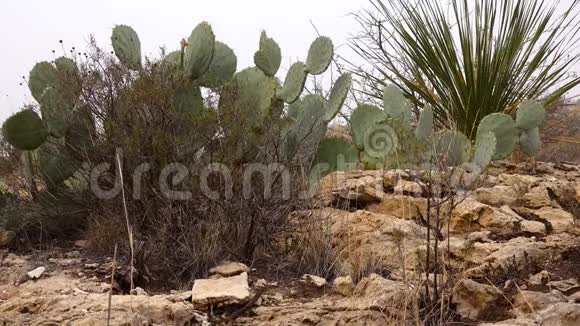 新墨西哥州不同的多汁仙人掌尤卡斯一座山上长满青草的植物视频的预览图