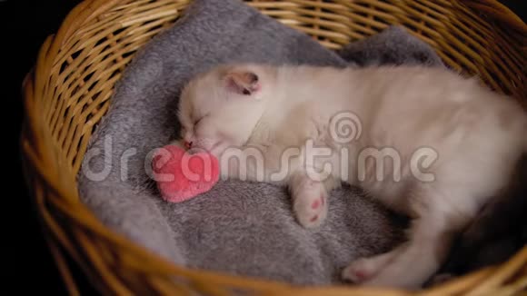 可爱的小猫带着一颗心睡在柳条篮子里视频的预览图