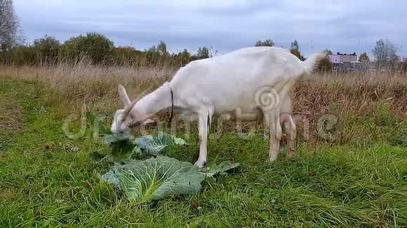 白角山羊吃白菜叶摇摇头转过身阴天的草地上的山羊视频的预览图