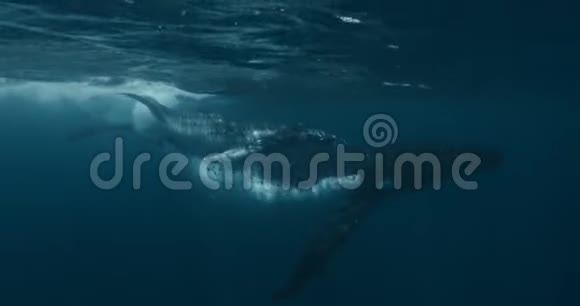 座头鲸小牛与母水下海洋的特写巨大平静的海洋家庭生活与和谐视频的预览图