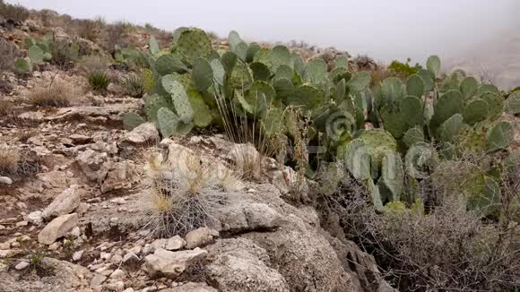 美国西部和西南的Cacti草莓刺猬仙人掌草色刺猬视频的预览图