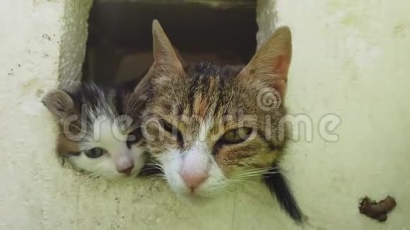 猫妈妈带着小猫在一个盒子里两只猫都伸出头来视频的预览图