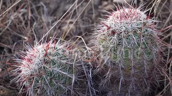 美国西部和西南的Cacti布雷迪仙人掌仙人掌布雷迪墨西哥视频的预览图