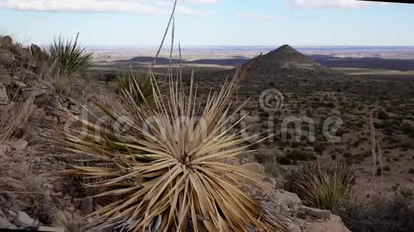 一组多汁的仙人掌植物和一个死的干的尤卡在山坡上的圆锥山上视频的预览图