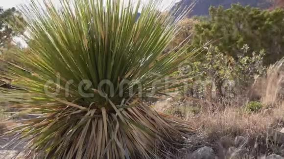 普通索托沙漠勺子达西利翁视频的预览图