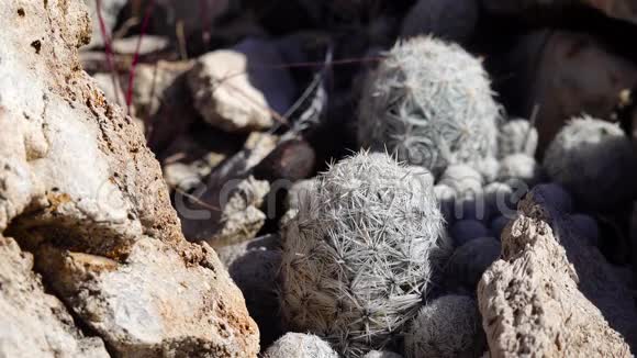 美国西部和西南的Cacti布雷迪仙人掌仙人掌布雷迪美国新墨西哥视频的预览图