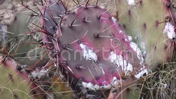 新墨西哥州仙人掌叶上寄生昆虫胭脂视频的预览图