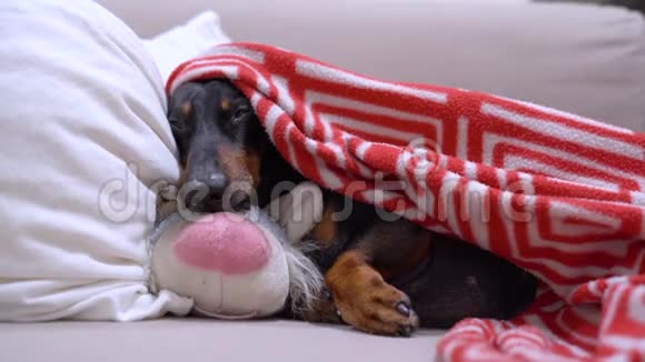 可爱的狗在沙发上抱着一个最喜欢的玩具躺在红色格子布上在一个怀抱里睡着了视频的预览图