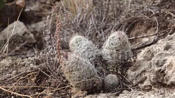 美国西部和西南的Cacti球蜂仙人掌白柱狐尾仙人掌白星结核球墨西哥视频的预览图