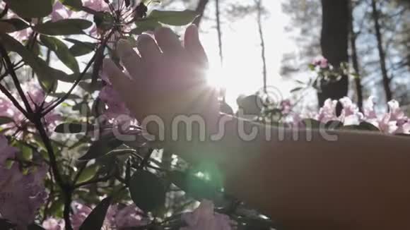 女人的手轻轻地抚摸花瓣绽放的红色花朵对抗阳光视频的预览图