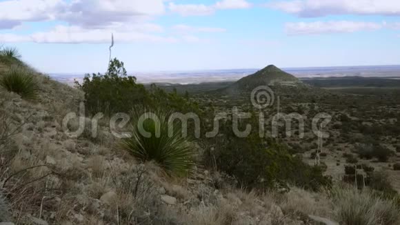 新墨西哥州沙漠中山野上的多汁植物汤匙Dasylirionwheeleri和仙人掌视频的预览图