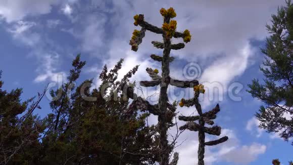 美国西部和西南的Cacti乔木花冠手杖花冠圆柱状或小枝状视频的预览图