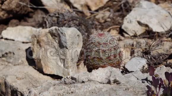 美国西部和西南的Cacti德州彩虹仙人掌黄皮塔亚德州皮塔亚视频的预览图