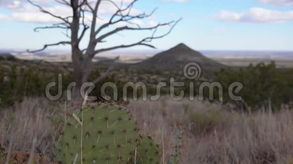 新墨西哥州沙漠山坡上的多汁植物和仙人掌视频的预览图