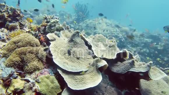 珊瑚礁和热带鱼莱特菲律宾视频的预览图