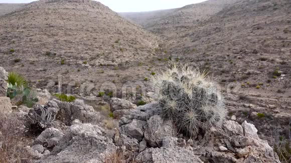 美国西部和西南的Cacti草莓刺猬仙人掌草色刺猬墨西哥视频的预览图