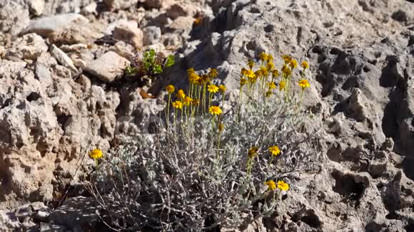 一种黄色开花的沙漠植物在新墨西哥州山区的风中摇曳视频的预览图